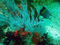  Beautiful soft corals - signature feature of Musandam