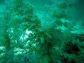  Beautiful soft corals - signature feature of Musandam
