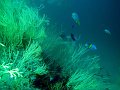  Beautiful soft corals - signature feature of Musandam
