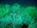  Beautiful soft corals - signature feature of Musandam