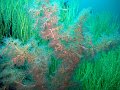  Beautiful soft corals - signature feature of Musandam