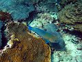  Parrotfish