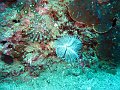  Corals of Musandam