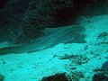  Leopard shark resting on the bottom!