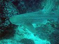  Leopard shark in action!