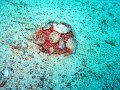  Funky corals