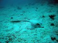  Cowtailed stingray