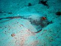  Cowtailed stingray