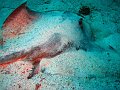 Cowtailed stingray