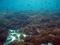  Coral landscape