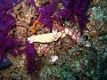  Nudibranch kiss!