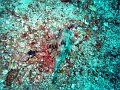  Trunkfish