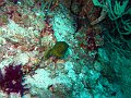  Boxfish