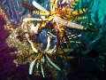  Corals