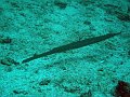  Cornetfish