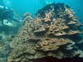  Coral bomb