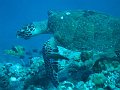  Hawksbill turtle