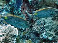  Nice fish