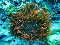  Anemones and tomato anemone fish