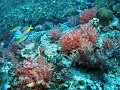  Nice soft corals