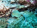 Bluespotted stingray