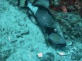  Triggerfish deep down