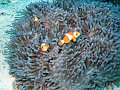  Anemone and anemone fish