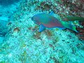  Nice fish
