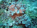  Nice corals