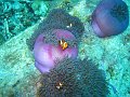  Anemones and anemone fish