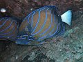  NIce fish