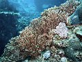 Nice corals