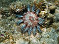 Crownthorned starfish