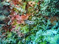  Nudibranch