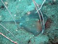  Stingray