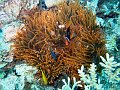  Anemone with fish