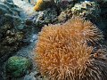  Great anemone shot
