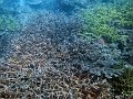  Hard coral forest!