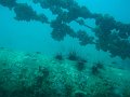  Sea urchins on Sugar Wreck