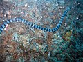  Sea snake at Sugar Wreck