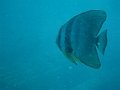  Batfish during the safety stop after Sugar Wreck