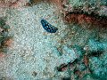 Nudibranch