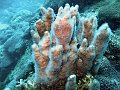  Beautiful coral
