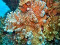  NIce coral