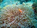  Anemone and anemone fish