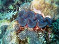  BIg clam shell