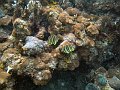  Nice fish