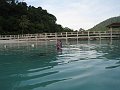  Early morning snorkelling with the turtles, on the beach by Perhentian Island Resort