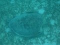  Turtle feeding from sea grass