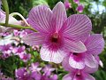  Orchid
